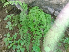 Cystopteris tennesseensis