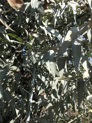Eucalyptus cinerea
