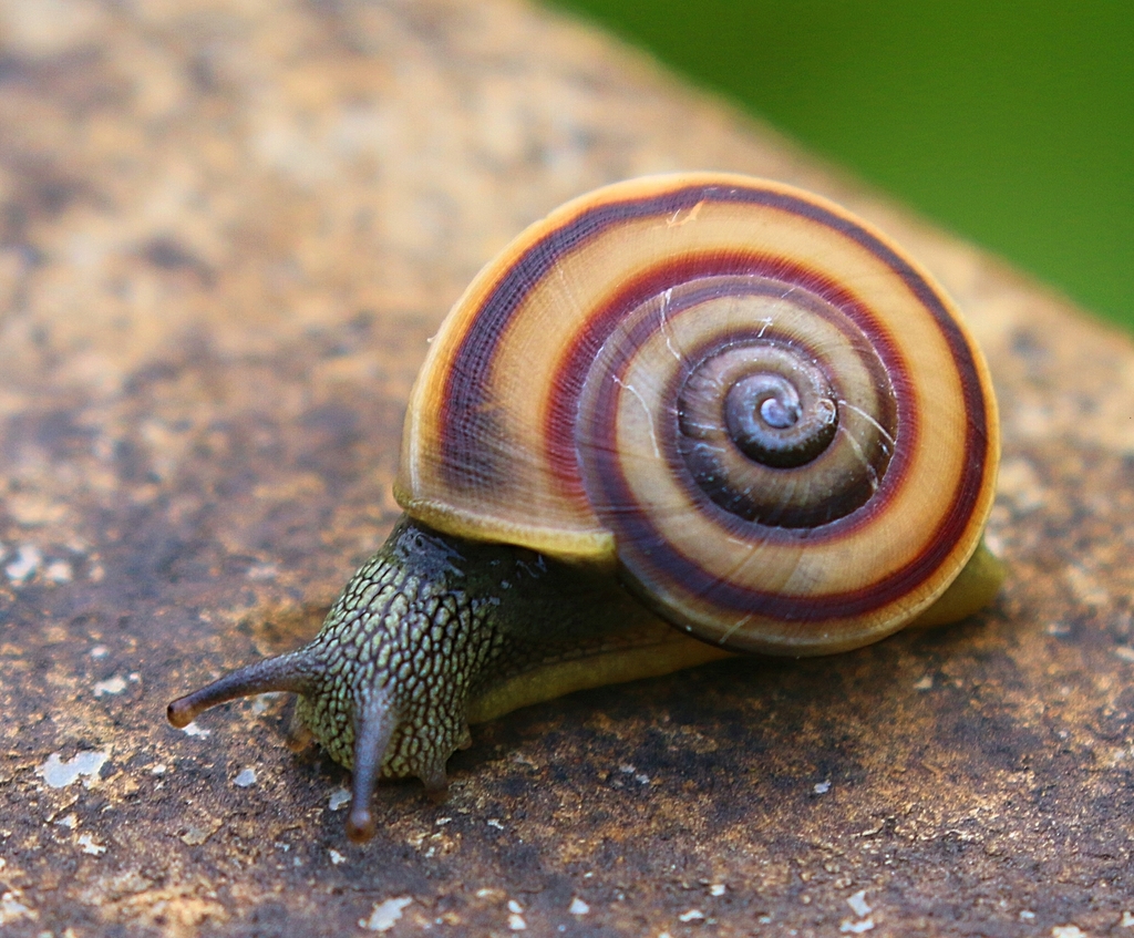 Three-banded Ariophanta
