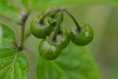 Solanum
