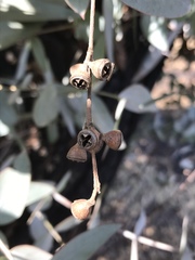 Eucalyptus cinerea