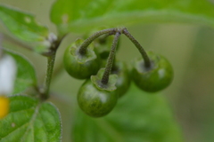 Solanum
