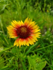 Gaillardia pulchella