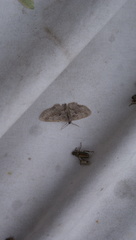 Iridopsis vellivolata