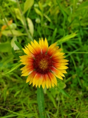 Gaillardia pulchella