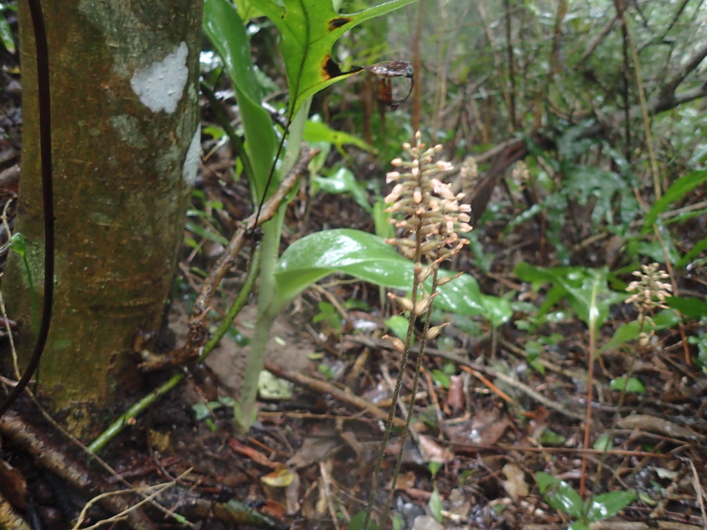 Cheirostylis gymnochiloides