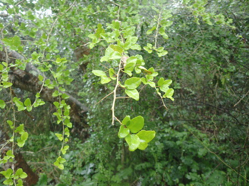 Image of Dovyalis rhamnoides by (c) Mahomed Desai, some rights reserved (CC BY)