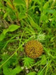 Gaillardia pulchella