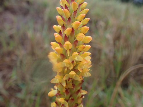 Image of Disa woodii by (c) Mahomed Desai, some rights reserved (CC BY)