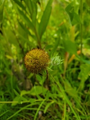 Gaillardia pulchella