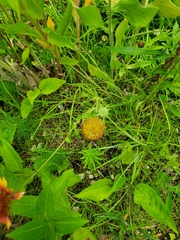 Gaillardia pulchella