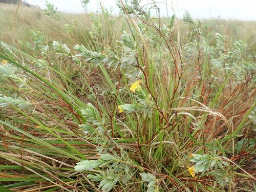 Greater Yellowhead Curryflower (Lasiosiphon splendens)