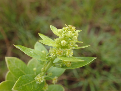 Clutia cordata (Clutia cordata)