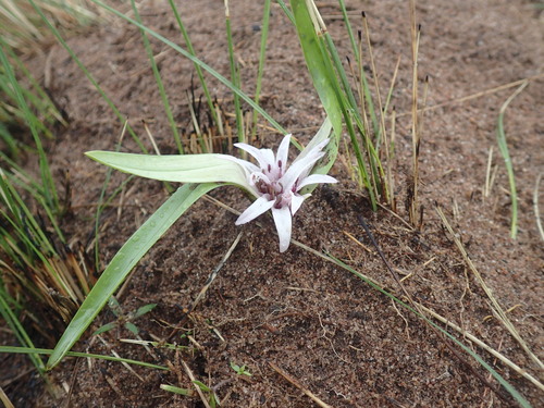 Colchicum decipiens