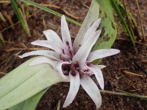 Colchicum decipiens
