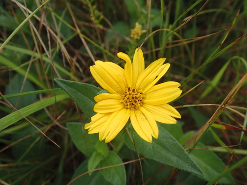 Wild Creeping Sunflower (Aspilia natalensis)