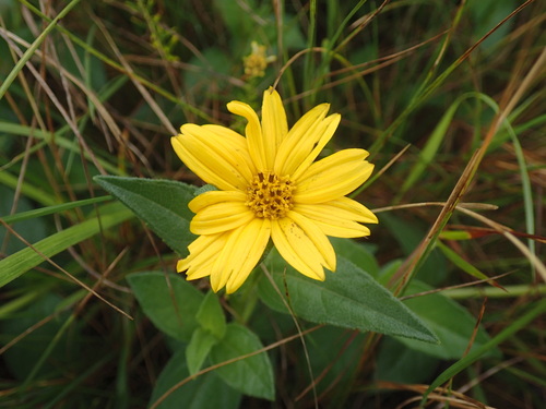 Aspilia natalensis, photograph 2