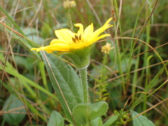 Aspilia natalensis