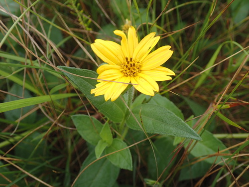 Aspilia natalensis, photograph 3