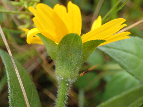Aspilia natalensis, photograph 4