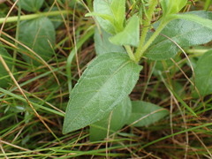 Aspilia natalensis, photograph (c) Mahomed Desai, some rights reserved (CC BY)