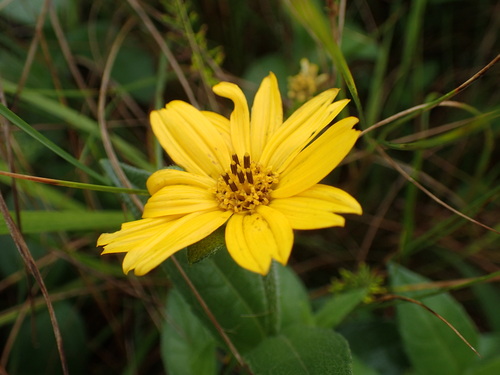 Aspilia natalensis, photograph 6