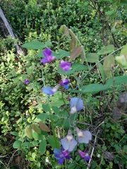 Lathyrus humilis