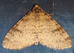 Lobophora nivigerata