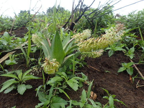 Ledebouria zebrina