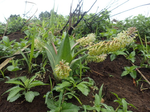 Ledebouria zebrina