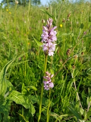 Dactylorhiza fuchsii