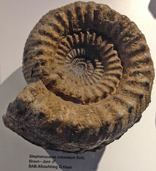 Stephanoceras coronatum