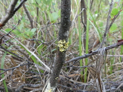 Vulpicida canadensis