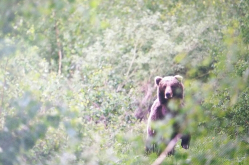 Brown bear