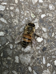 Apis mellifera