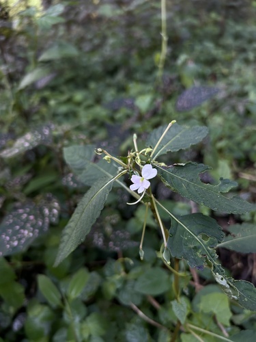 Impatiens dasysperma (Impatiens dasysperma)