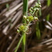Brewer's Mitrewort - Photo (c) Dan and Raymond, some rights reserved (CC BY-NC-SA)