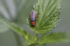 Cantharis lateralis