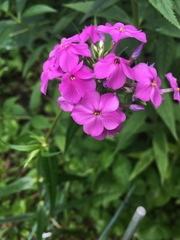 Phlox glaberrima interior