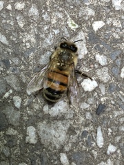 Apis mellifera