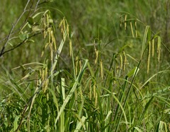 Carex gynandra
