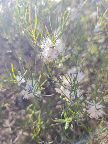 Image of Melaleuca radula by (c) Belinda Forbes, some rights reserved (CC BY)