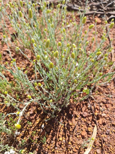 Hairy Cup-flower (Angianthus tomentosus)