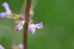 Salvia carnea