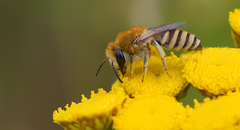Colletes daviesanus
