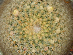 Mammillaria densispina