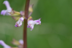 Salvia carnea