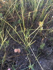 Astragalus ceramicus