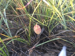 Astragalus ceramicus