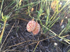Astragalus ceramicus
